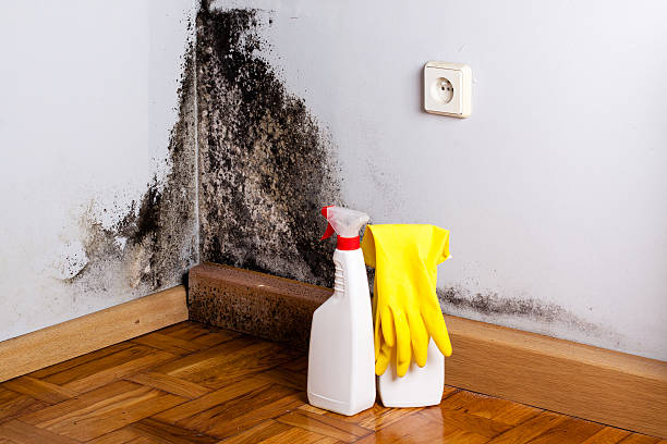 Best Mold Remediation for Specific Building Types in USA